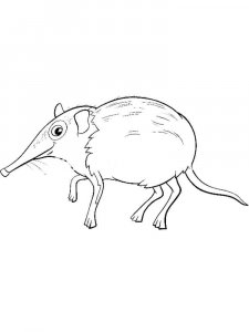 Shrew coloring page - picture 2