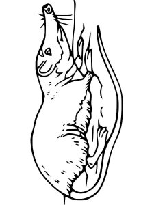 Shrew coloring page - picture 7
