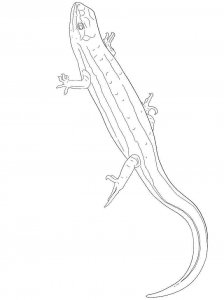 Skink coloring page - picture 1