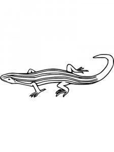 Skink coloring page - picture 10