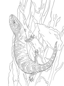 Skink coloring page - picture 4