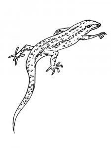Skink coloring page - picture 5
