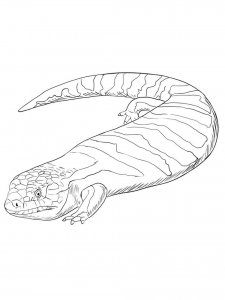 Skink coloring page - picture 7
