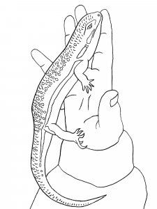 Skink coloring page - picture 8