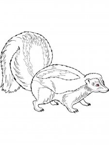 Skunk coloring page - picture 10