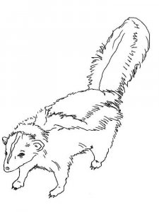 Skunk coloring page - picture 11