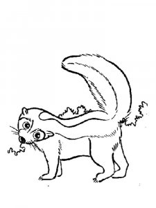 Skunk coloring page - picture 12