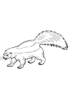 Skunk coloring page - picture 14