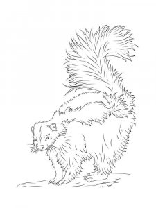 Skunk coloring page - picture 18
