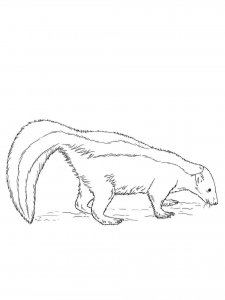 Skunk coloring page - picture 26