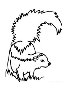 Skunk coloring page - picture 3