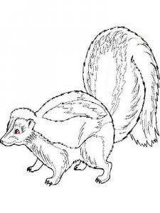 Skunk coloring page - picture 6