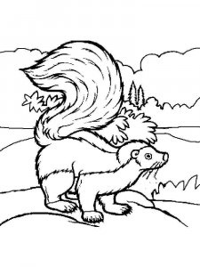 Skunk coloring page - picture 8