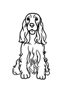 Spaniel coloring page - picture 1