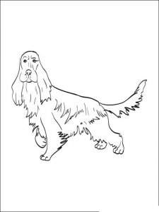 Spaniel coloring page - picture 11