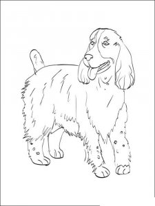 Spaniel coloring page - picture 14