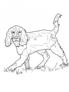 Spaniel coloring page - picture 15