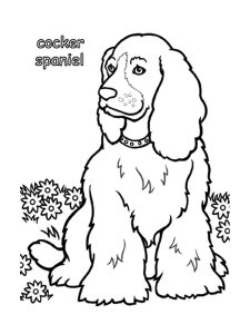 Spaniel coloring page - picture 2