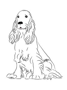 Spaniel coloring page - picture 3