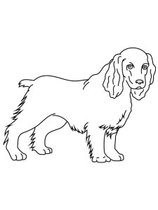 Spaniel coloring page - picture 4