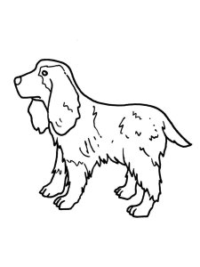 Spaniel coloring page - picture 5