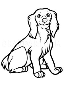 Spaniel coloring page - picture 6