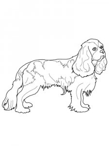 Spaniel coloring page - picture 7
