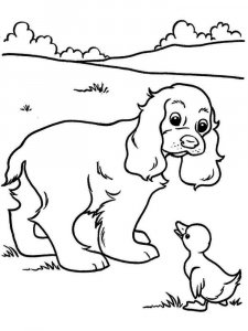 Spaniel coloring page - picture 8