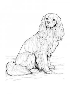 Spaniel coloring page - picture 9