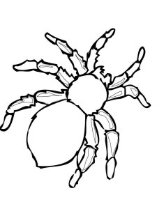 Spider coloring page - picture 12