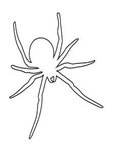 Spider coloring page - picture 14