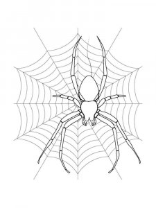 Spider coloring page - picture 28