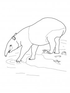 Tapir coloring page - picture 10