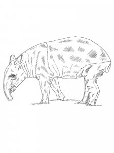 Tapir coloring page - picture 13