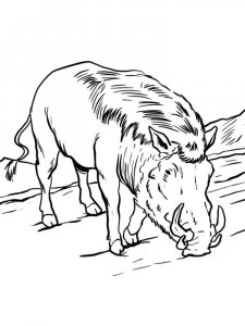 Warthog coloring page - picture 16