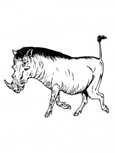 Warthog coloring page - picture 8
