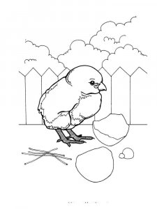 Baby chick coloring page - picture 6