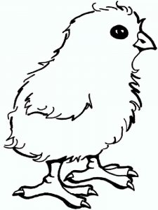 Baby chick coloring page - picture 8