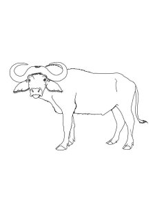 Buffalo coloring page - picture 22