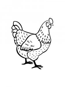 Chicken coloring page - picture 15
