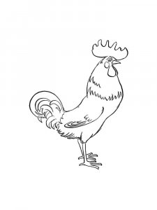 Chicken coloring page - picture 17