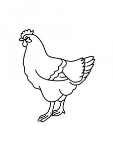Chicken coloring page - picture 4
