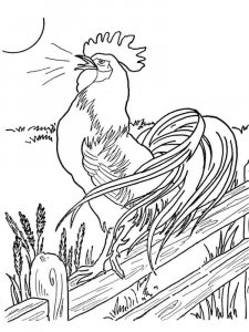 Chicken coloring page - picture 19