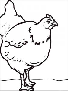 Chicken coloring page - picture 28
