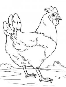Chicken coloring page - picture 33