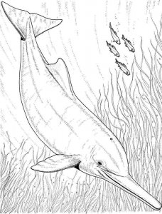 dolphin coloring page - picture 10