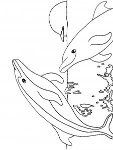 dolphin coloring page - picture 5