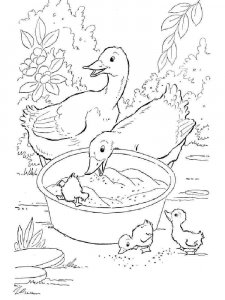 Duck coloring page - picture 1