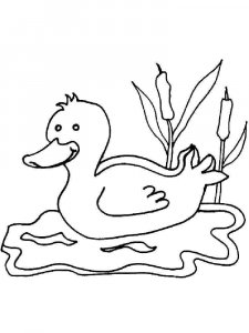 Duck coloring page - picture 10
