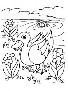 Duck coloring page - picture 12